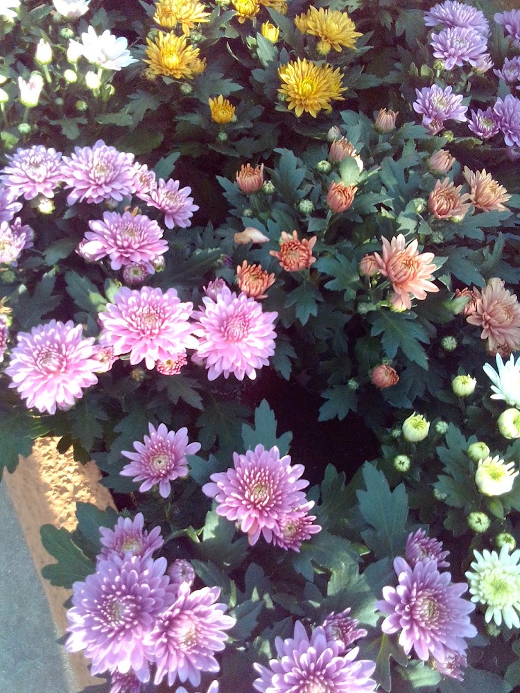 Viveros Aguilar s.l.