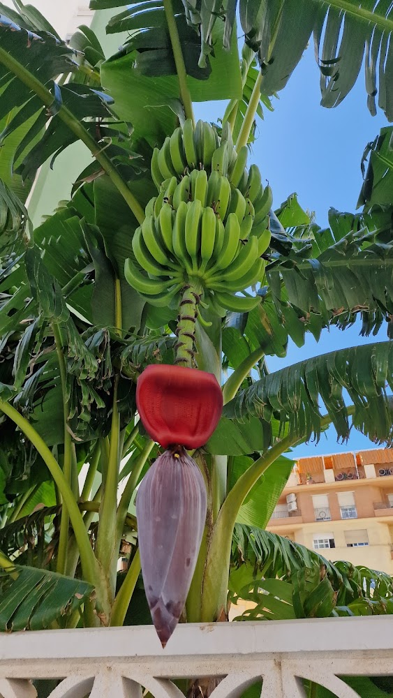 Alimentacion Refrescos - Bazar